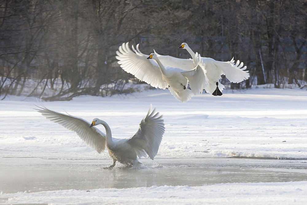 Whooper swans, Hokkaido, Japan, Hokkaido, Japan