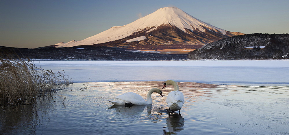 A pair of mute swans in Lake Kawaguchi disrupt the reflection of Mt. Fuji, Japan, Lake Kawakguchi, Japan