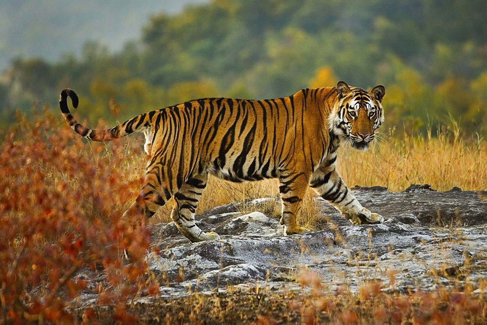 Tiger, Bandhavgarh National Park, Madhya Pradesh, India, Bandhavgarh National Park, Madhya Pradesh, India