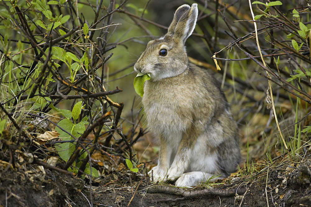 Snowshoe hare, Arctic National Wildlife Refuge, Alaska, Arctic National Wildlife Refuge, Alaska, USA