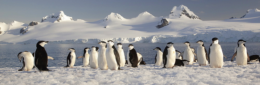 Chinstrap penguins on Half Moon Island, in the South Shetland Islands, Antarctica, Half Moon Island, South Shetland Islands