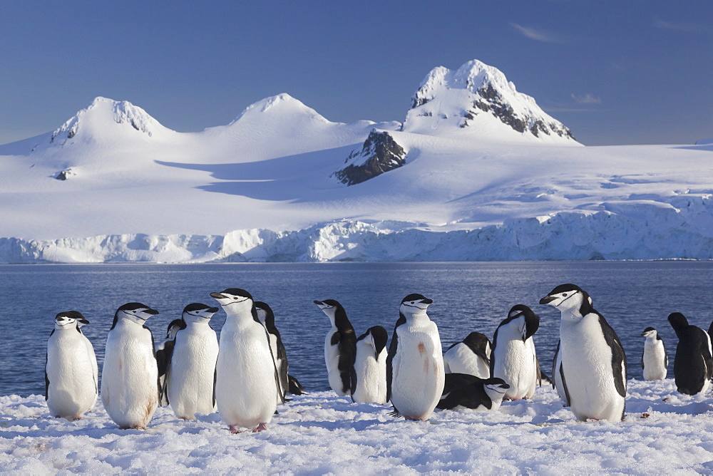 Chinstrap penguins on Half Moon Island, in the South Shetland Islands, Antarctica, Half Moon Island, South Shetland Islands