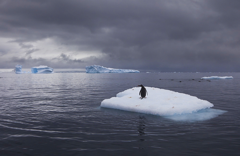 Gentoo penguin on an iceberg, Antarctica, Antarctica