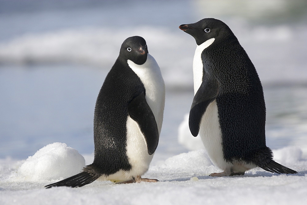 A pair of Adelie penguins in the late afternoon light in Antarctica, Antarctica