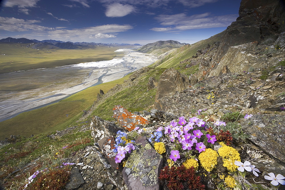 Hardy arctic wildflowers grow only a few inches high in order to reduce exposure to the moisture-robbing winds, Arctic National Wildlife Refuge, Arctic National Wildlife Refuge, Brooks Range, Alaska, USA