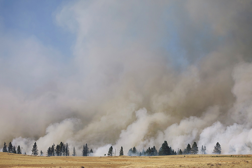 A large forest fire near Ellensburg in Kittitas county. Smoke rising above trees, Ellensburg, Kittitas County, Washington, USA