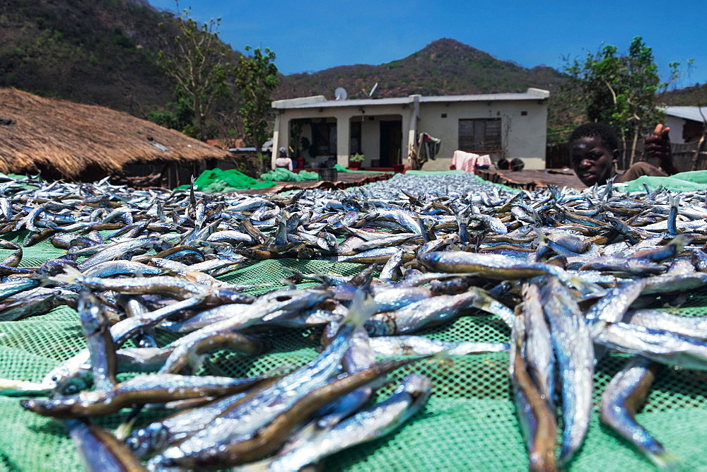 Freshly caught sardines from Lake Malawi (East Africa)