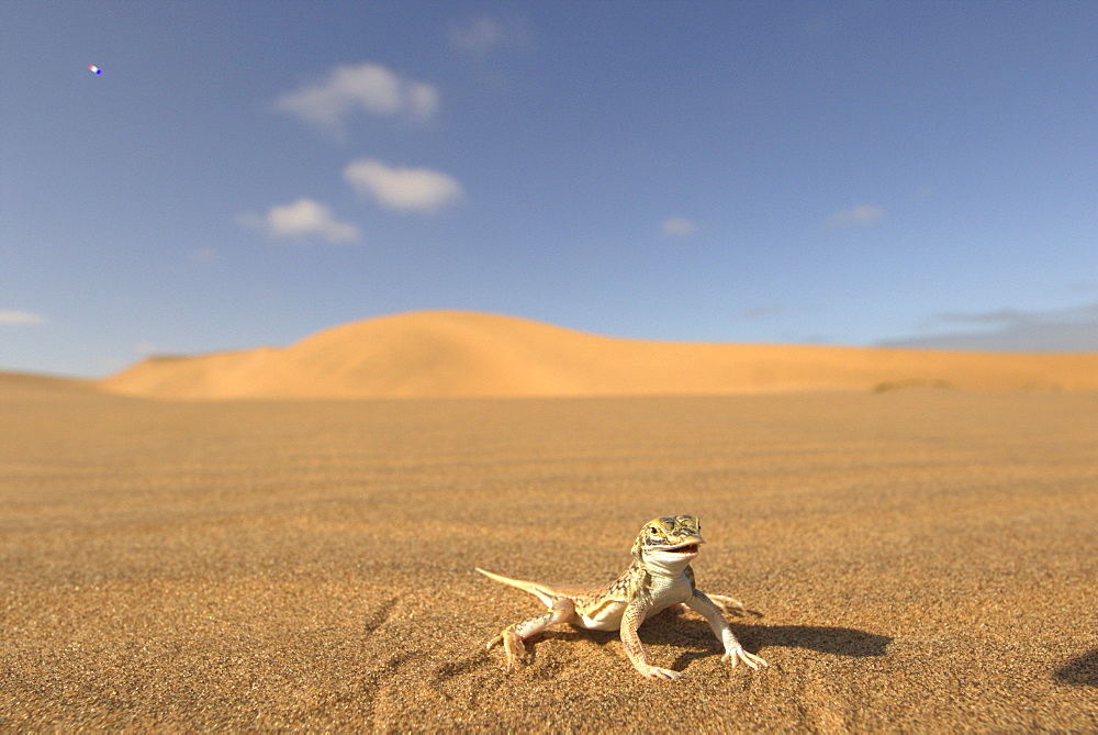 A desert lizard on the sand, Africa