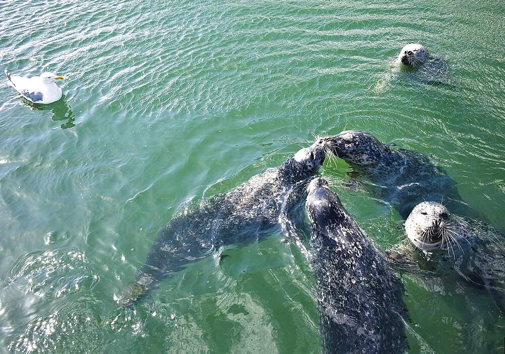 Seals in the water