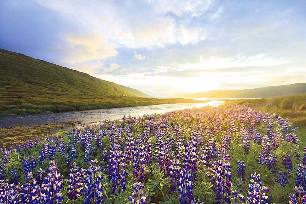 Flowering Alaska lupines near Heydalur, northern Westfjords, Iceland, Europe