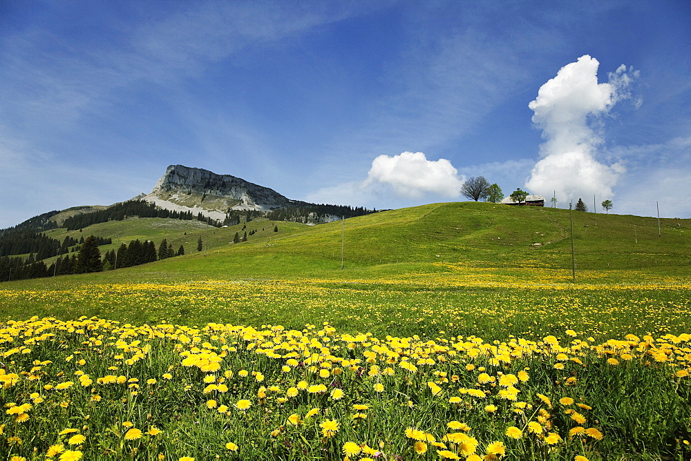 View of landscape with flowers on meadow at Entlebuch, Lucerne, Switzerland