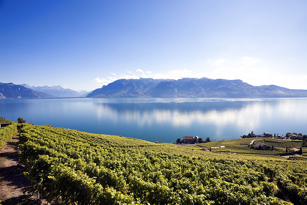 View of mount Alps and vineyards, Lake Geneva, Lavaux, Switzerland