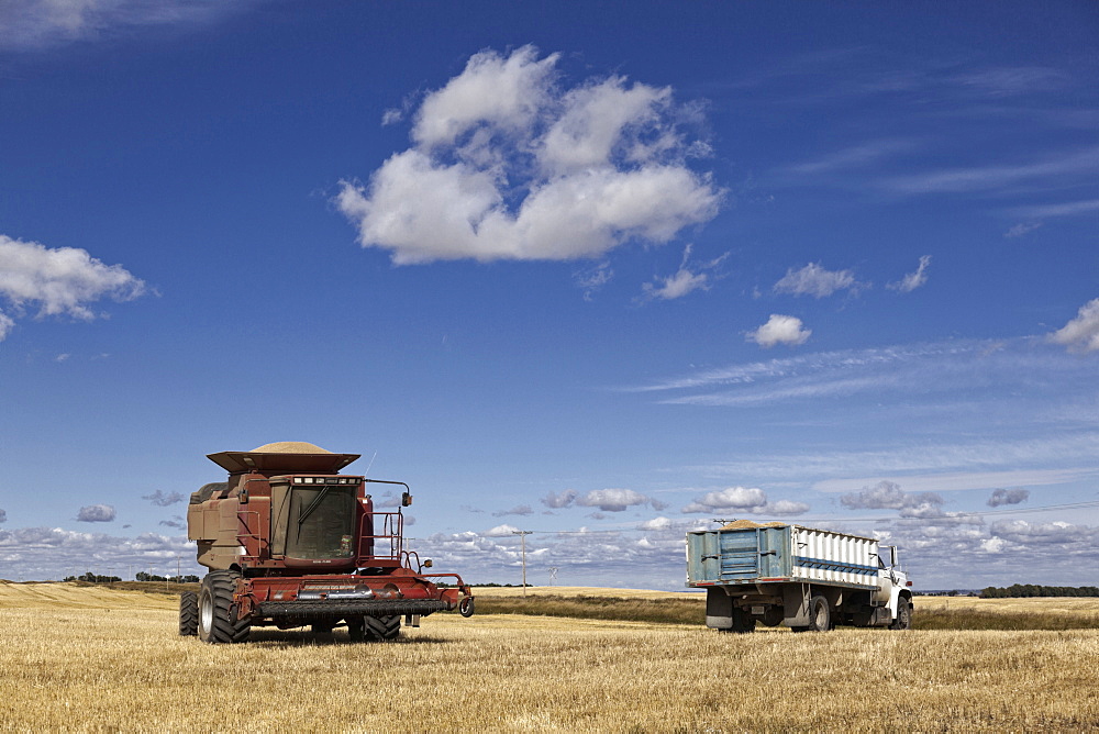 Trucks and harvester at cornfield, Saskatchewan, Canada