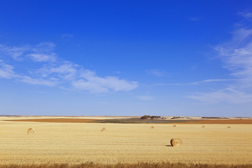 Hourses in field on highway 28 south, Saskatchewan, Canada