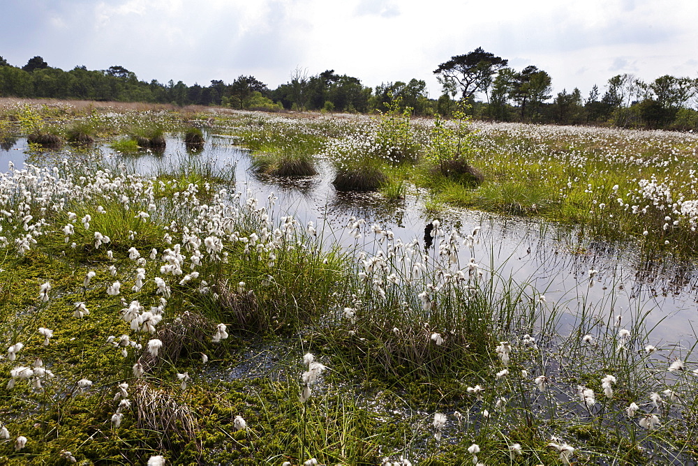 View of cotton grass bloom in Teufelsmoor, Bremen, Germany