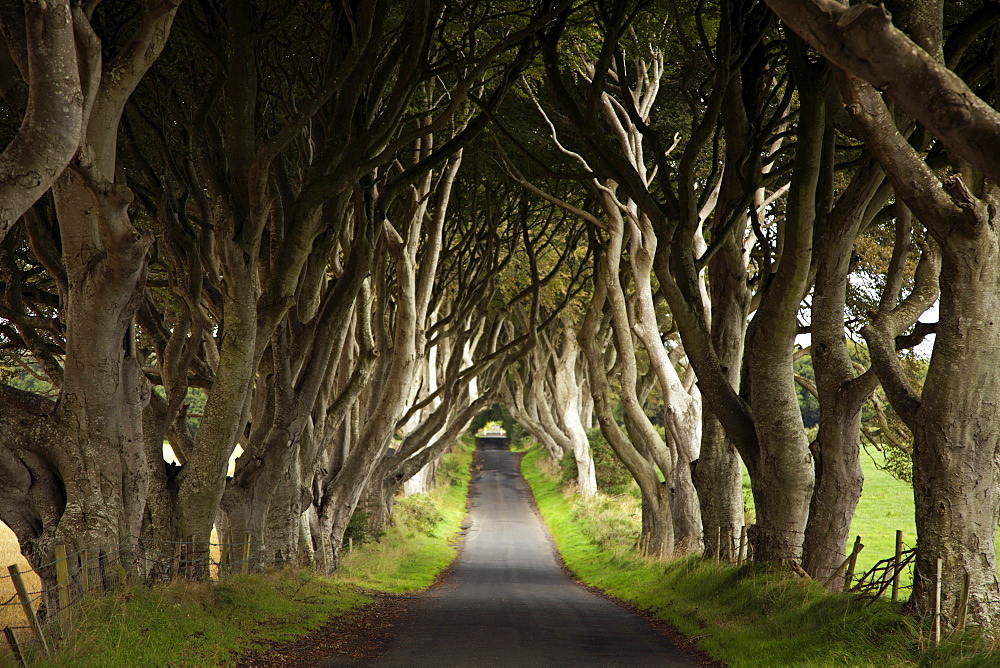 View of Dark Hedges avenue with lined beech trees, Ireland, UK