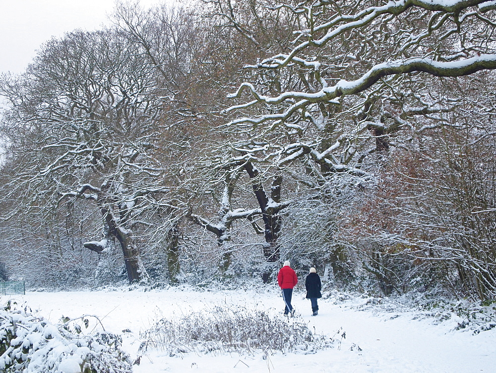 Hampstead Heath in snow, London, England, United Kingdom, Europe