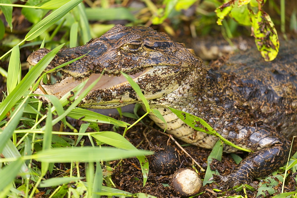 A spectacled caiman in Tortuguero National Park, Limon, Costa Rica, Central America