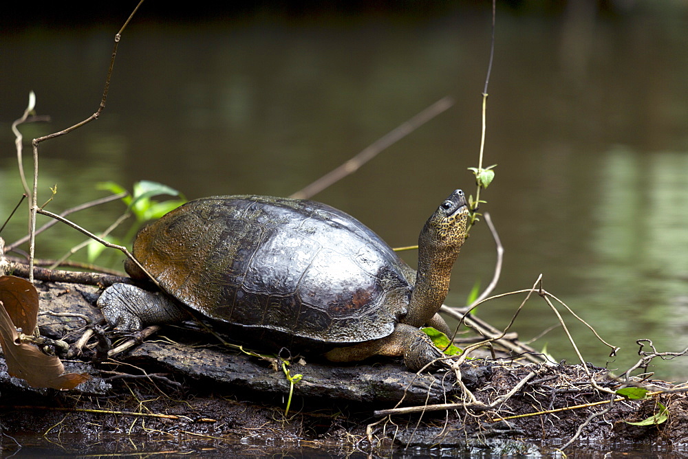 Black river turtle (Rhinoclemmys funerea), Limon, Costa Rica, Central America