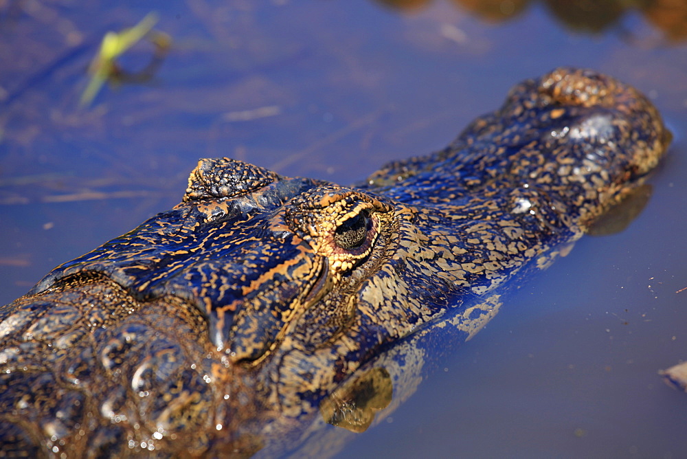 Yacare Caiman (Caiman Yacare) in the Pantanal, Mato Grosso, Brazil, South America