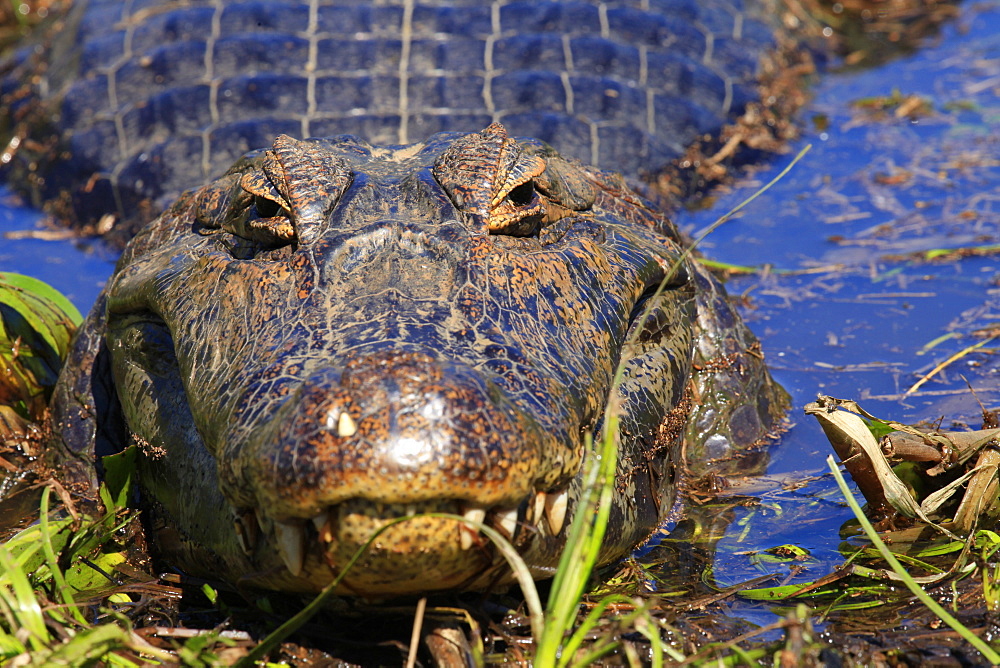 A Pantanal (yacare) caiman (Caiman yacare), Mato Grosso do Sul, Brazil, South America