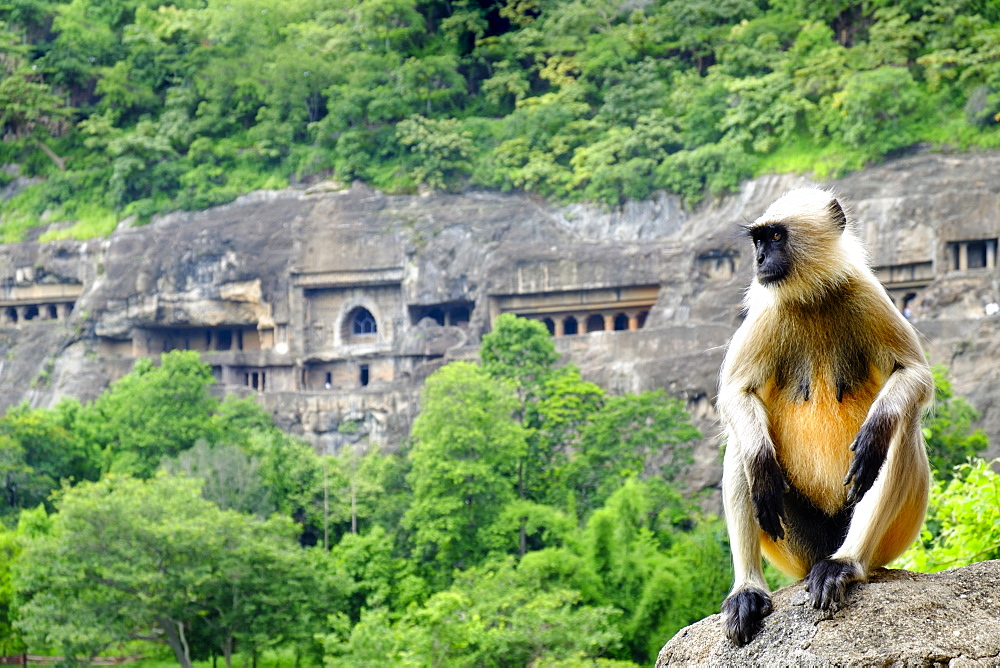 Grey langur monkey (Hanuman Langur) (Semnopithecus sp.) outside the Ajanta Caves, UNESCO World Heritage Site, Maharashtra, India, Asia