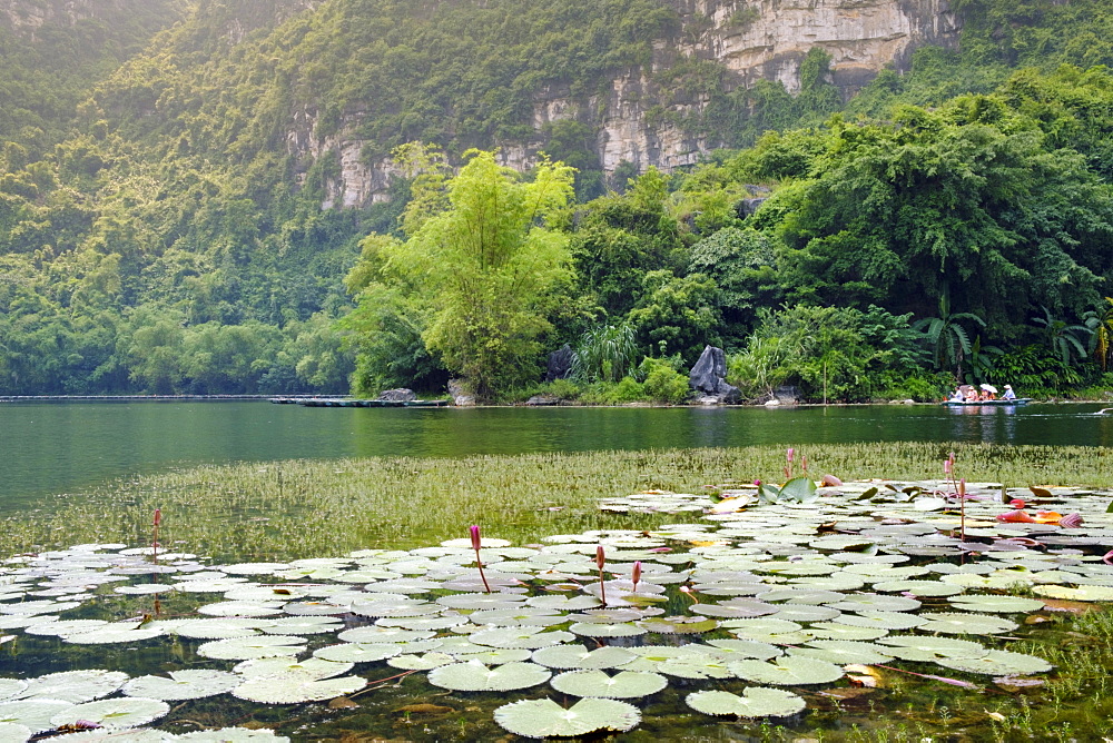 Boats and waterlilies on a river in the karst landscapes of Tam Coc and Trang An in the Red River area, UNESCO World Heritage Site, Ninh Binh, Vietnam, Indochina, Southeast Asia, Asia