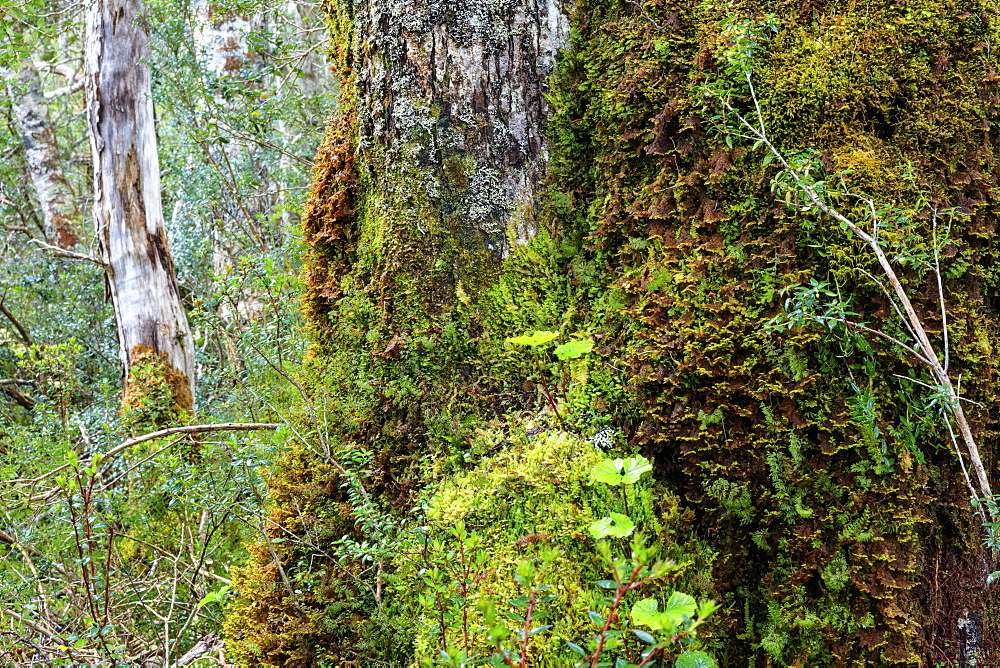 Moss and lichen covered bark in Patagonian Nothofagus beech forest, Alberto de Agostini National Park, Tierra del Fuego, Chile, South America