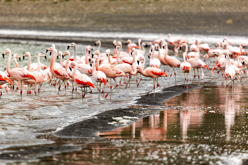 Chilean flamingos (Phoenicopterus chilensis) in Torres del Paine National Park, Patagonia, Chile, South America