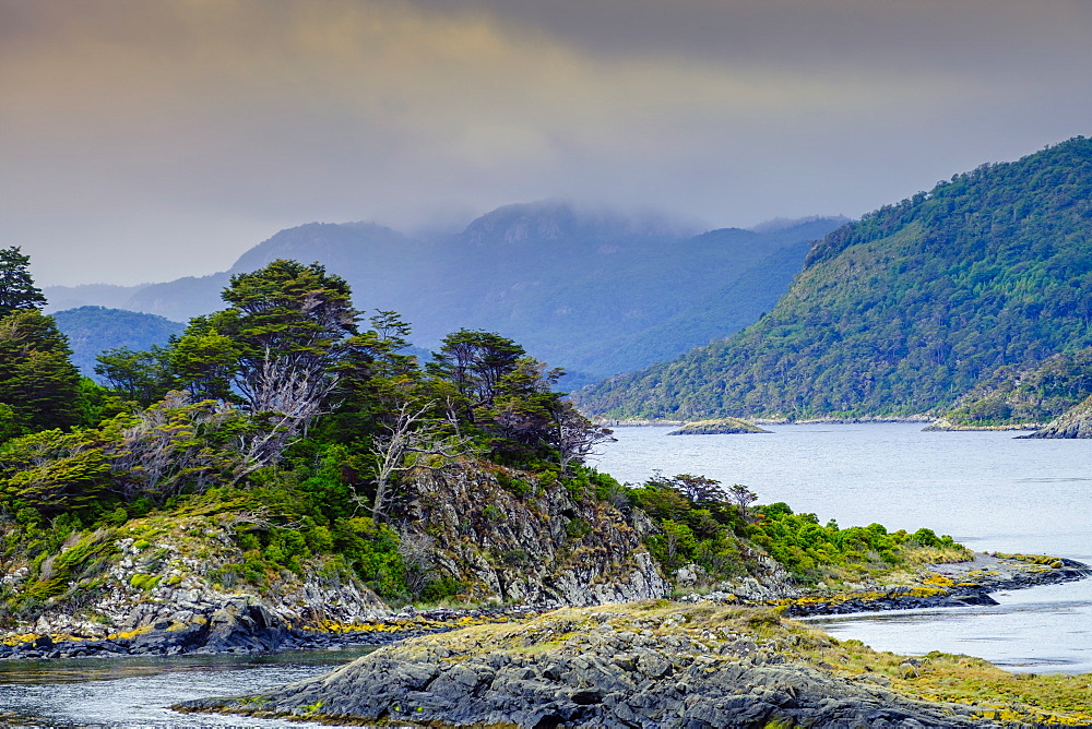 Southern deciduous Magellanic subpolar forest in Wulaia Bay, Isla Navarino, Murray Channel, Patagonia, Chile, South America