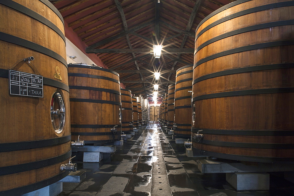 Wine barrels storing award-winning Portuguese wine in the cellars of the Reynolds vineyard and winery near Arronches, Alentejo, Portugal, Europe