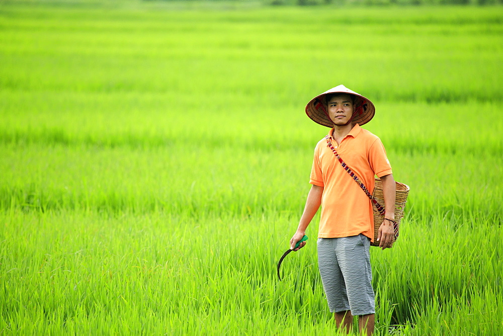 Farmer wearing a conical hat in rice fields, Mai Chau, Hoa Binh, Vietnam, Indochina, Southeast Asia, Asia