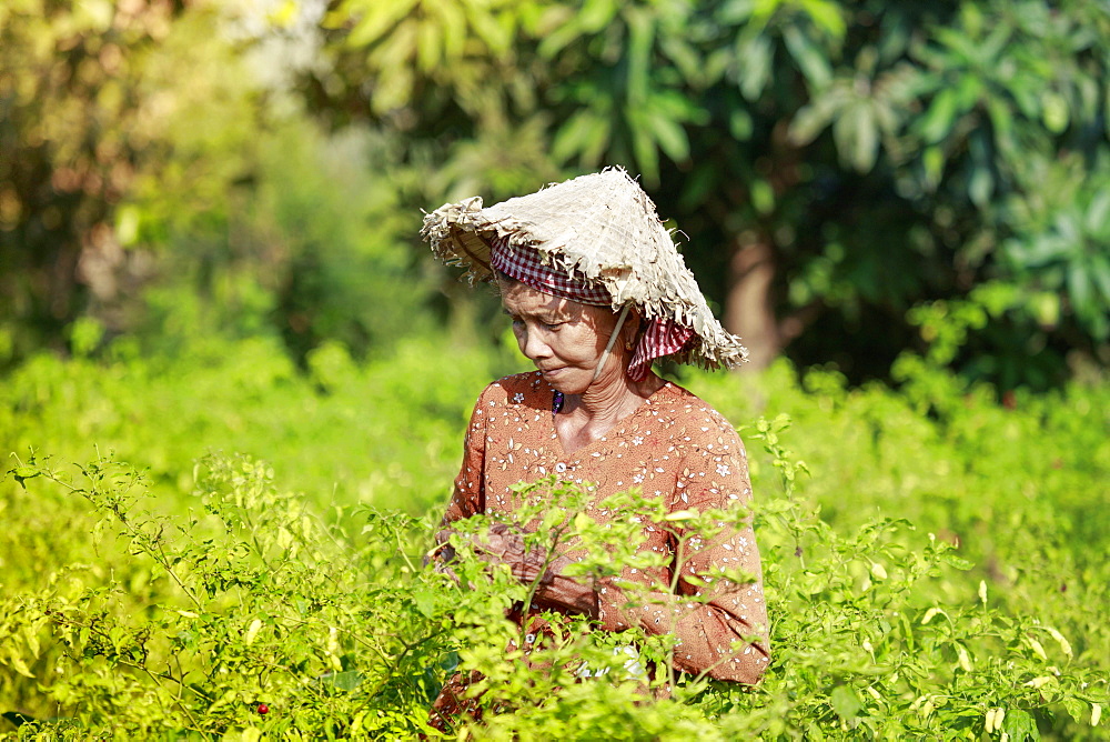 Woman in a conical hat harvesting chilli peppers in a field in rural Kampot, Cambodia, Indochina, Southeast Asia, Asia