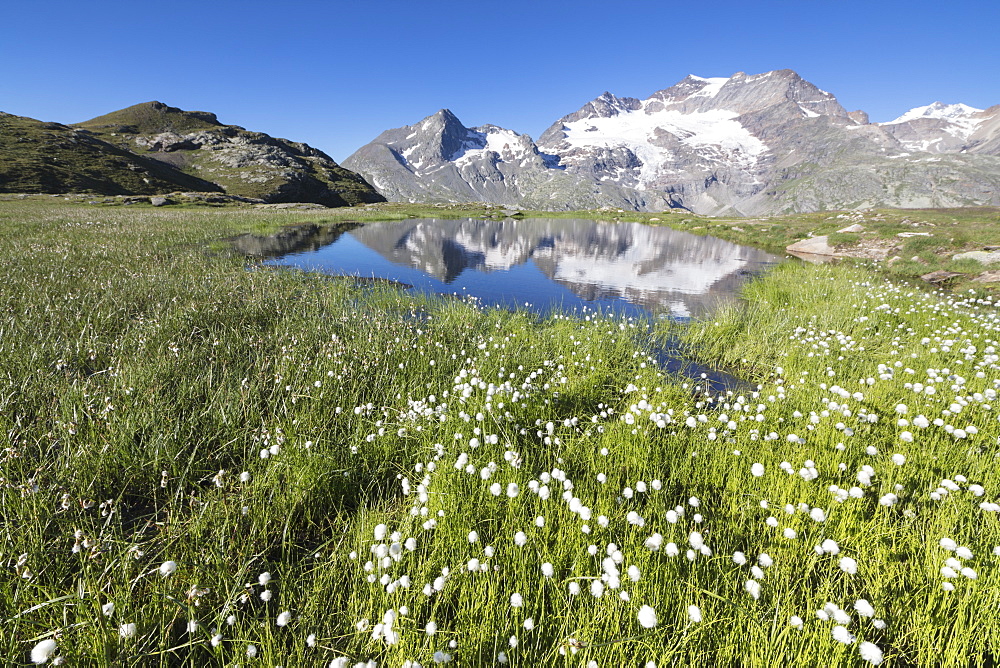 Cotton grass frames snowy peaks reflected in water, Val Dal Bugliet, Bernina Pass, Canton of Graubunden, Engadine, Switzerland, Europe