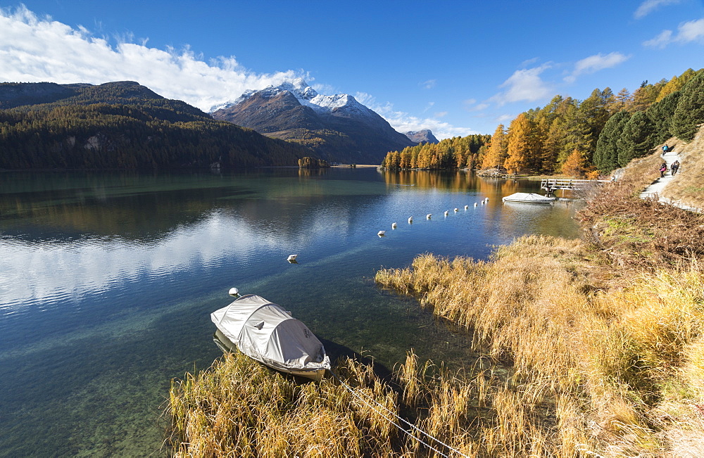 Colorful woods reflected in Lake Sils during autumn, Maloja, Canton of Graubunden, Engadine, Switzerland, Europe