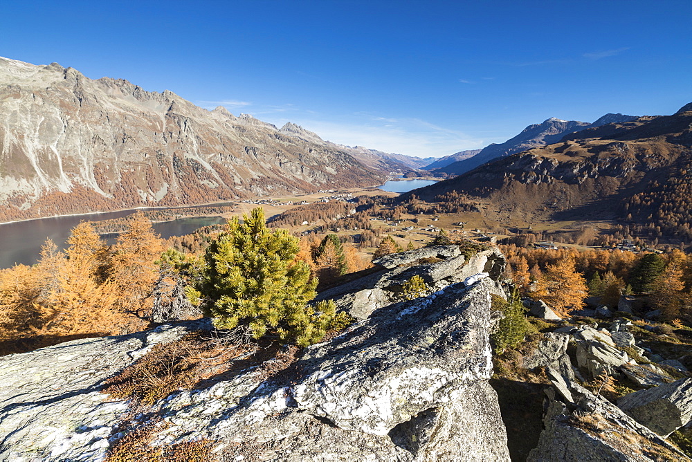 Colorful trees and blue sky frame Lake St. Moritz in the fall, Val Fedoz, Canton of Graubunden, Engadine, Switzerland, Europe