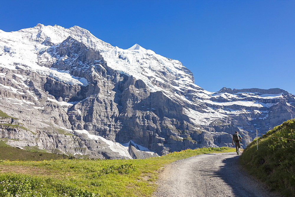 Hiker on the path between green meadows and snowy peaks, Wengernalp, Wengen, Bernese Oberland, Canton of Bern, Switzerland, Europe