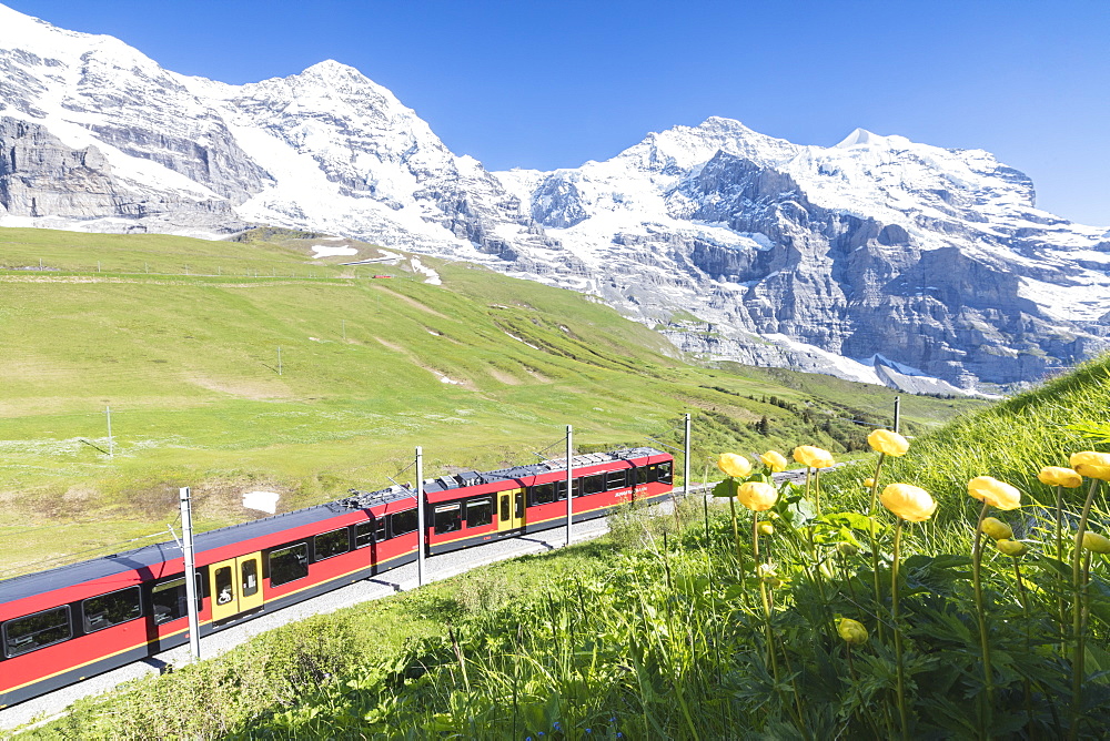 The Wengernalpbahn rack railway framed by flowers and snowy peaks, Wengen, Bernese Oberland, Canton of Bern, Switzerland, Europe