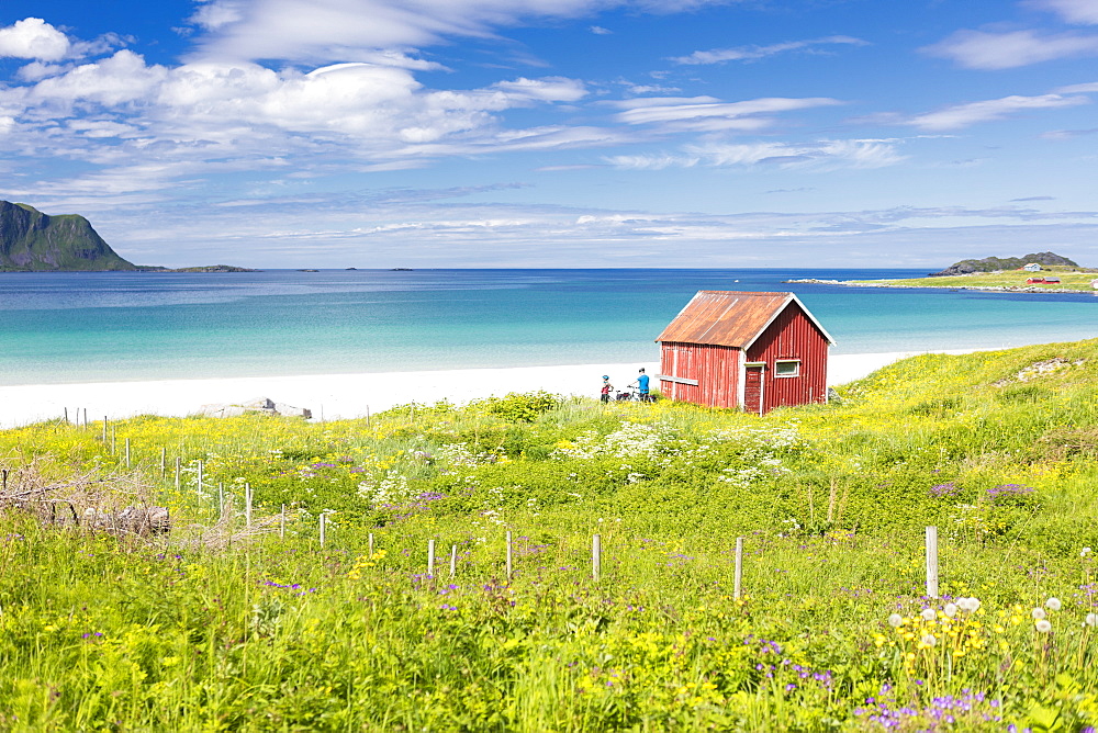 Colorful flowers on green meadows frame the typical rorbu surrounded by turquoise sea, Ramberg, Lofoten Islands, Norway, Scandinavia, Europe