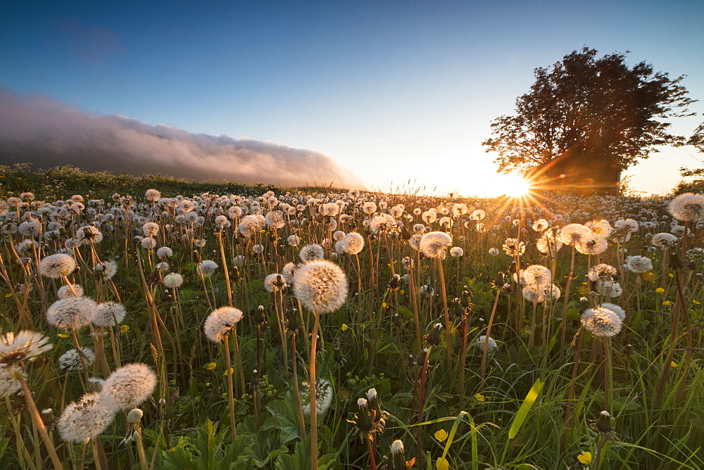 Green meadows of dandelions framed by the midnight sun, Fredvang, Moskenesoya, Nordland county, Lofoten Islands, Norway, Scandinavia, Europe