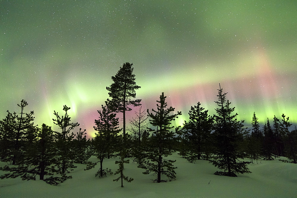 Colorful lights of the Northern Lights (Aurora Borealis) and starry sky on the snowy woods, Levi, Sirkka, Kittila, Lapland region, Finland, Europe