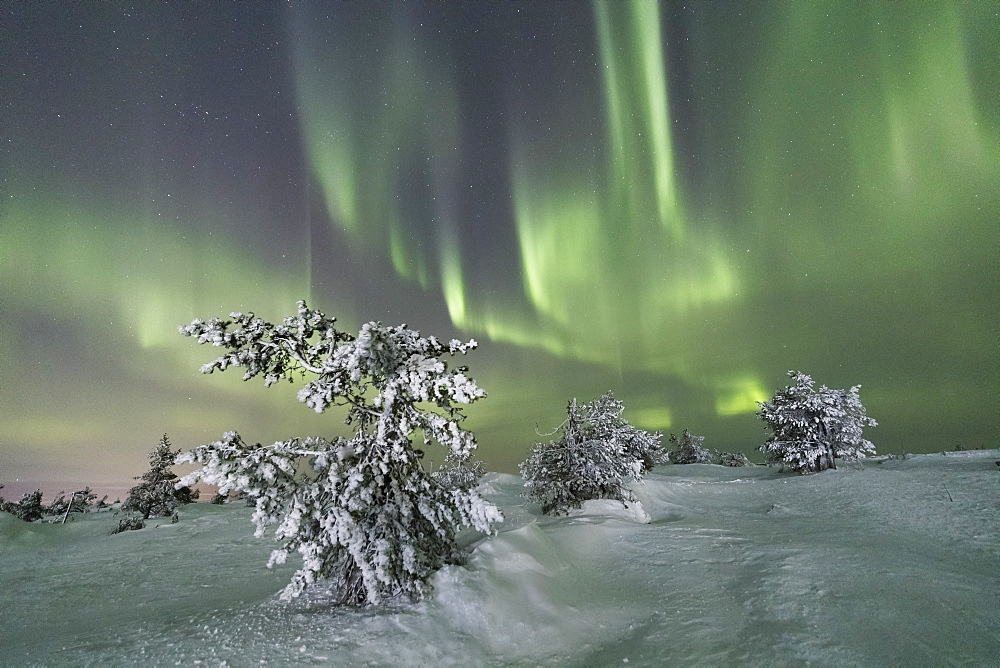 Northern Lights (Aurora Borealis) on the frozen trees in the snowy woods, Levi, Sirkka, Kittila, Lapland region, Finland, Europe