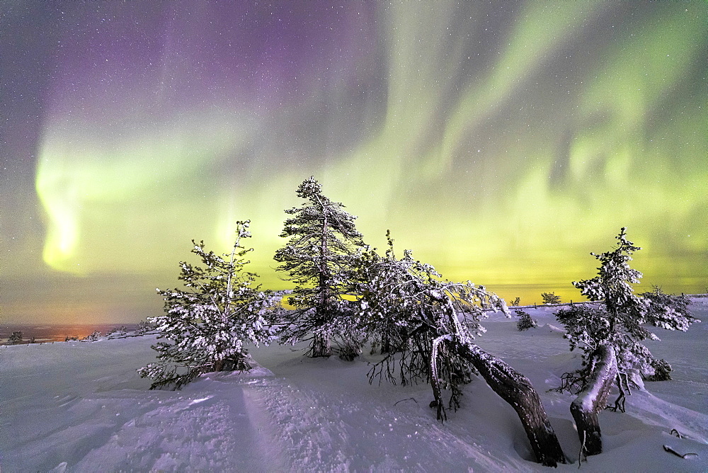 Northern Lights (Aurora Borealis) and starry sky on the snowy landscape and the frozen trees, Levi, Sirkka, Kittila, Lapland region, Finland, Europe