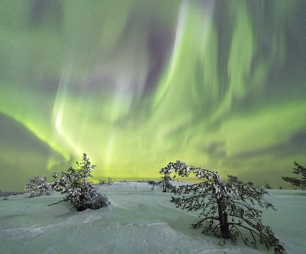 Panorama of snowy woods and frozen trees framed by Northern lights (Aurora Borealis) and stars, Levi, Sirkka, Kittila, Lapland region, Finland, Europe