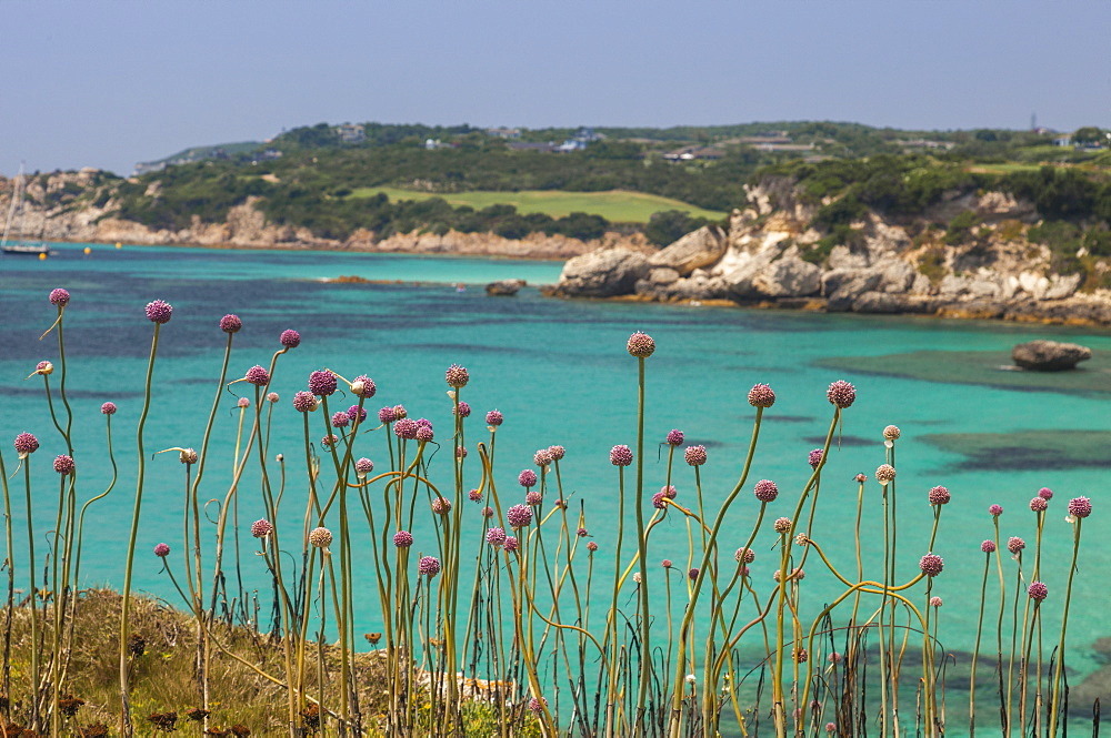 Pink flowers of the inland frame the turquoise sea in summer, Sperone, Bonifacio, South Corsica, France, Mediterranean, Europe