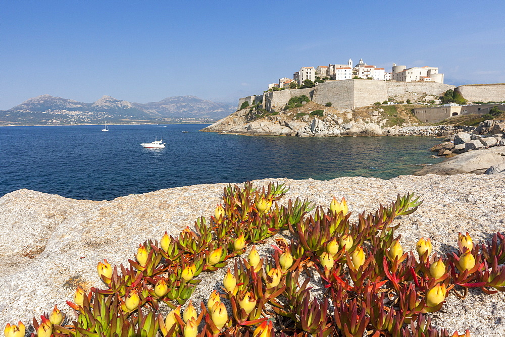 Flowers on rocks frame the fortified citadel surrounded by the clear sea, Calvi, Balagne Region, Corsica, France, Mediterranean, Europe