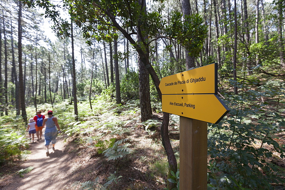 Hikers in the woods of the Nature Park of the L'Ospedale mountain, Piscia Di Gallo, Zonza, Southern Corsica, France, Europe