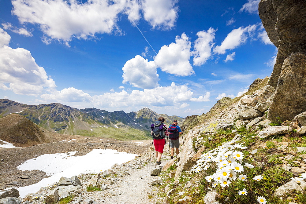 Hikers surrounded by rocky peaks and flowering daisies, Joriseen, Jorifless Pass, canton of Graubunden, Engadine, Switzerland, Europe