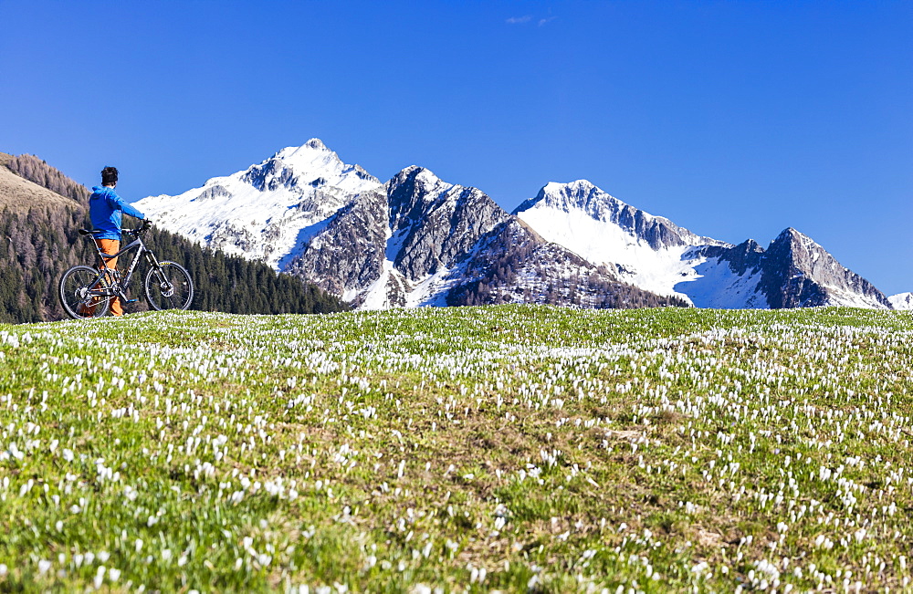 Panorama of cyclist with mountain bike framed by crocus in bloom, Albaredo Valley, Orobie Alps, Valtellina, Lombardy, Italy, Europe