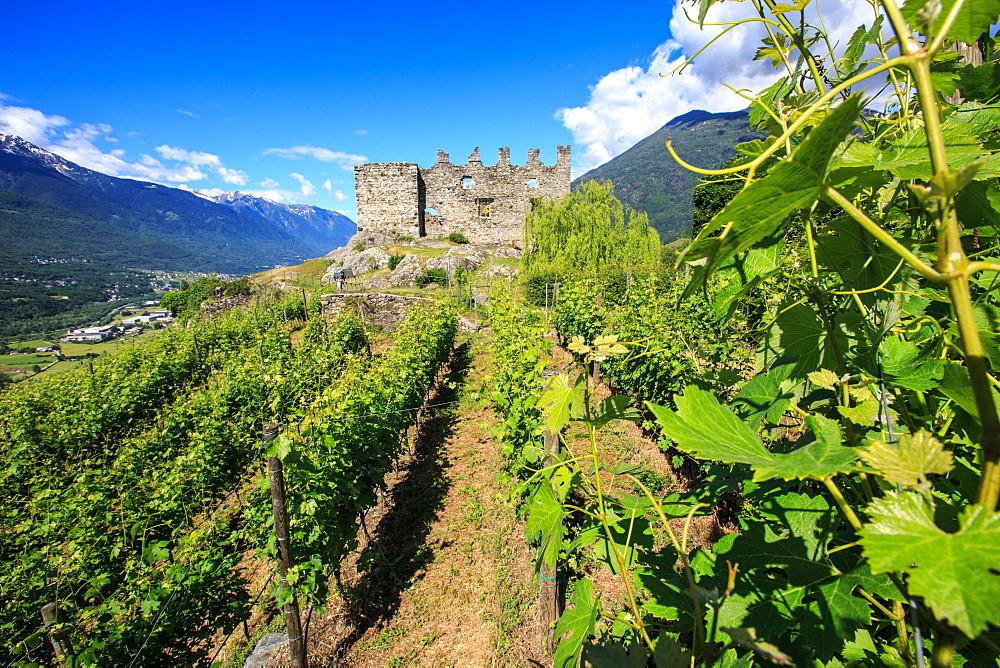 The Castel Grumello built on an morenic outcrop, surrounded by a fascinating landscape of grapes grown to produce wine, Lombardy, Italy, Europe